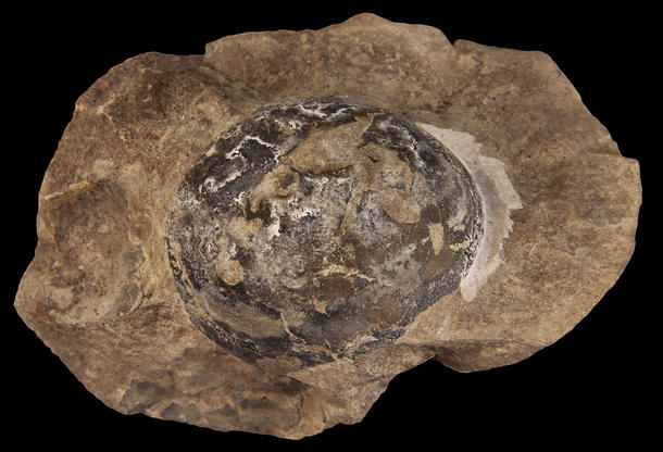 Los Mussaurus patagonicus serían dinosaurios de cuello largo de hasta  seis metros de largo, que se alimentaban de plantas.  Créditos: M.A Norell, et al. Nature