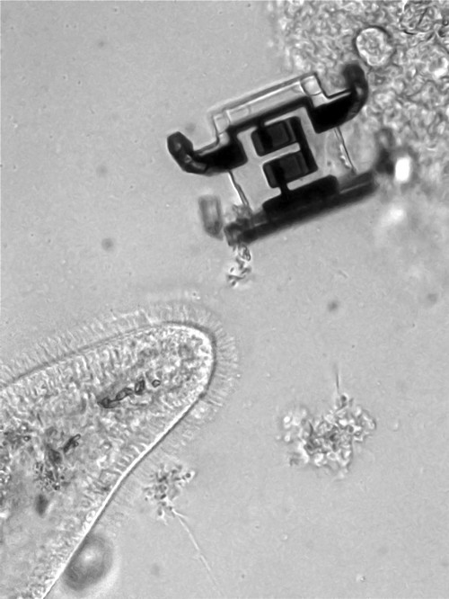 Uno de los robots junto a un paramecio. Crédito: M. Z. Miskin et al. Nature 