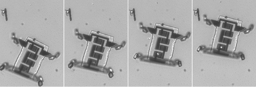 La alternancia del pulso laser sobre cada panel fotovoltaico activa cada par de patas provocando el movimiento del robot   Crédito: M. Z. Miskin et al. Nature  