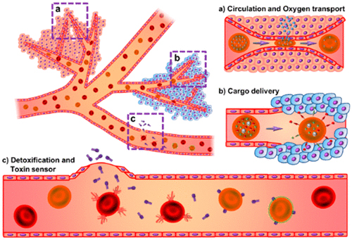 Los glóbulos rojos artificiales reproducen el comportamiento de los biológicos siendo capaces, entre otras propiedades, de deformarse, trasportar oxígeno y teniendo un tiempo de circulación prolongado. CRÉDITOS: J. Guo et al. ACS Nano