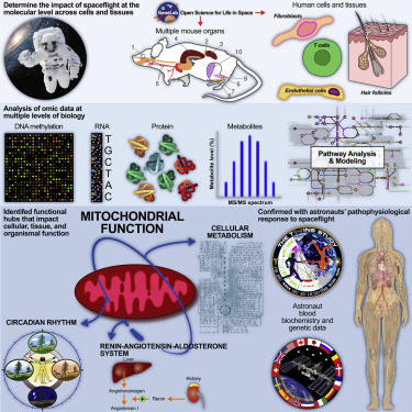 Las alteraciones en las funciones de las mitocondrias provoca cambios en los ritmos circadianos de los astronautas, así como efectos más graves como alteraciones cardiovasculares e  impacto en la función de cognición.  Créditos: W. A. de Silveira et al. Cell]