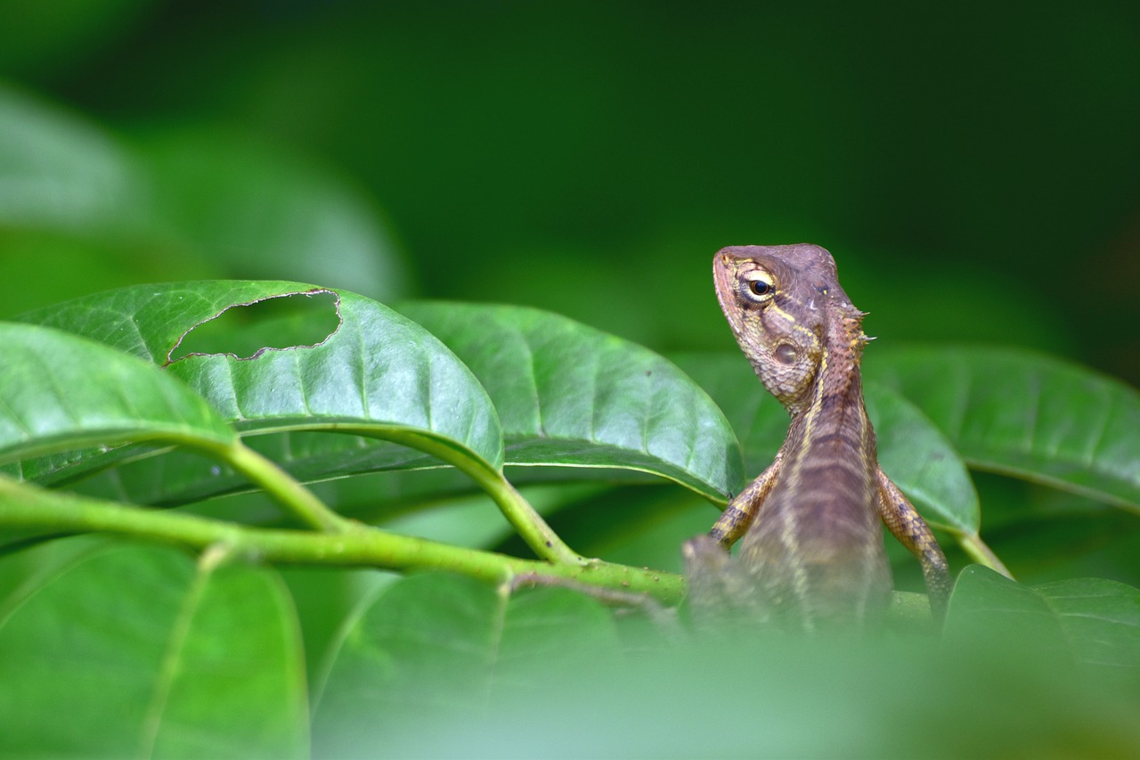 reptil