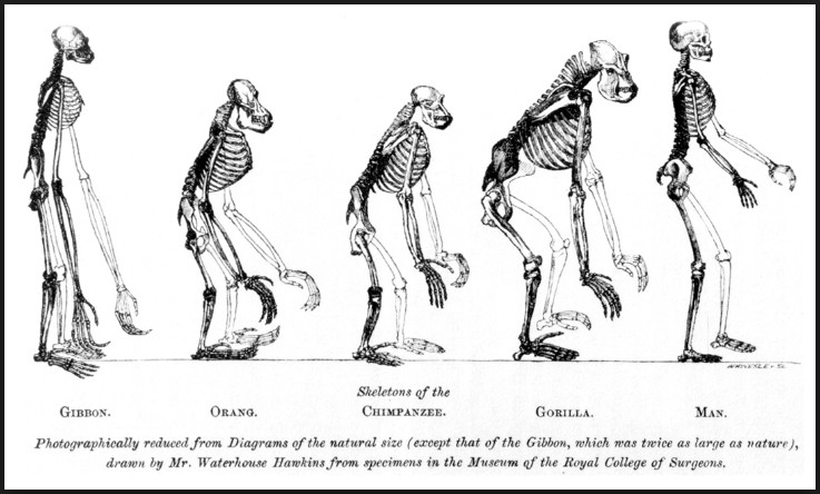 El origen del hombre. Charles Darwin. Principia Magazine