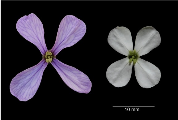 Comparación de las flores de  Moricandia arvensis en primavera y verano, izquierda y derecha respectivamente. Créditos: J.M. Gómez  et al. Nature Communications 