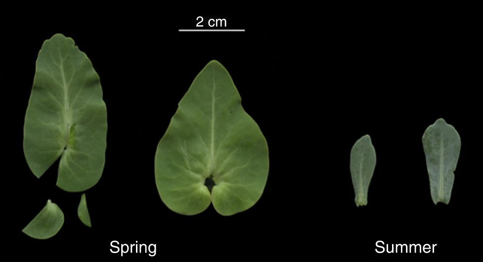 Comparación de las hojas de  Moricandia arvensis en primavera y verano, izquierda y derecha respectivamente. Créditos: J.M. Gómez  et al. Nature Communications  