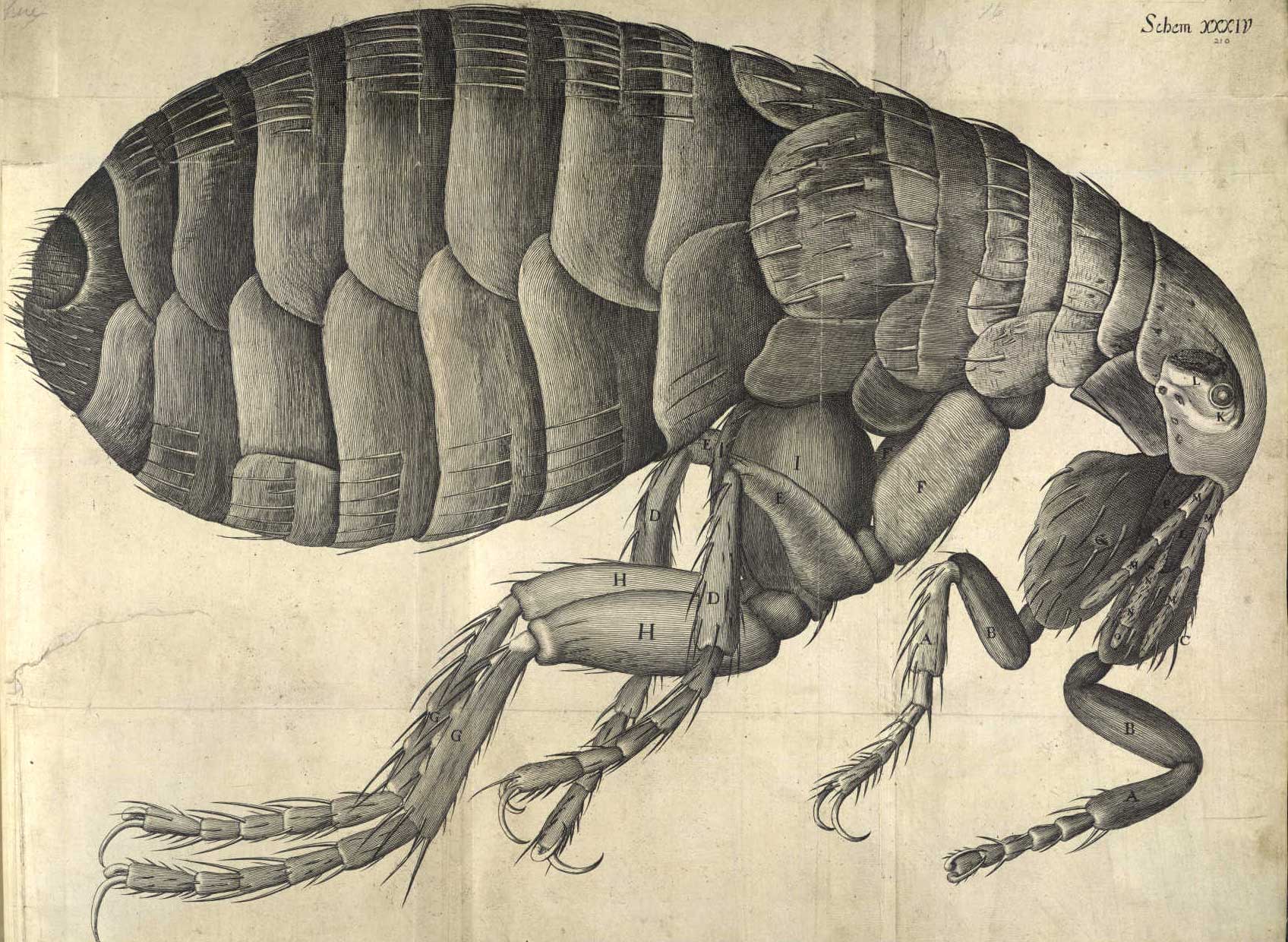 Parte del libro Micrographia de Robert Hooke
