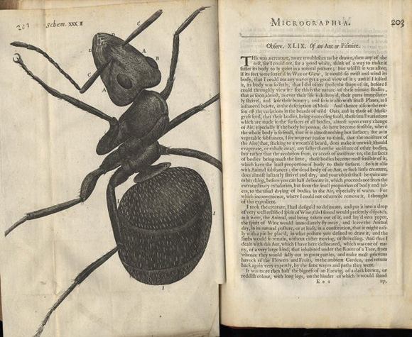Parte del libro Micrographia de Robert Hooke