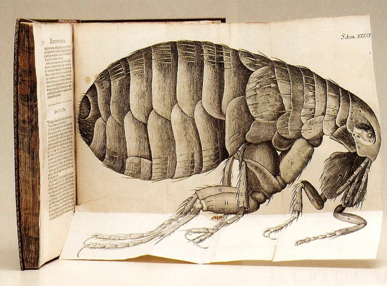 Fragmento de la obra Micrographia