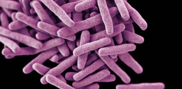 mycobacterium - principia magazine