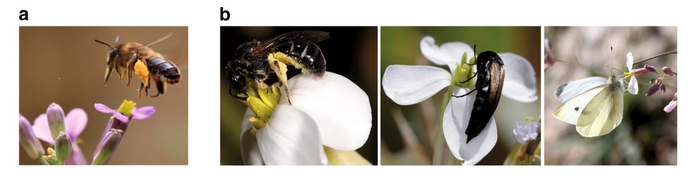 Polinizadores de las flores de  Moricandia arvensis  a. En primavera los principales polinizadores son las abejas de lengua larga  b. En verano los principales polinizadores son abejas pequeñas, escarabajo pequeño y mariposas.  Créditos: J.M. Gómez  et al. Nature Communications 
