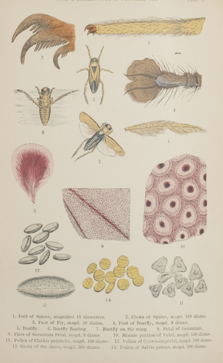 Ilustraciones del interior de la obra de Mary Ward. Fuente: MIT Libraries
