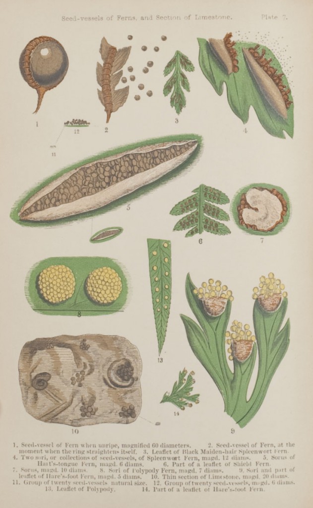 Ilustraciones del interior de la obra de Mary Ward. Fuente: MIT Libraries
