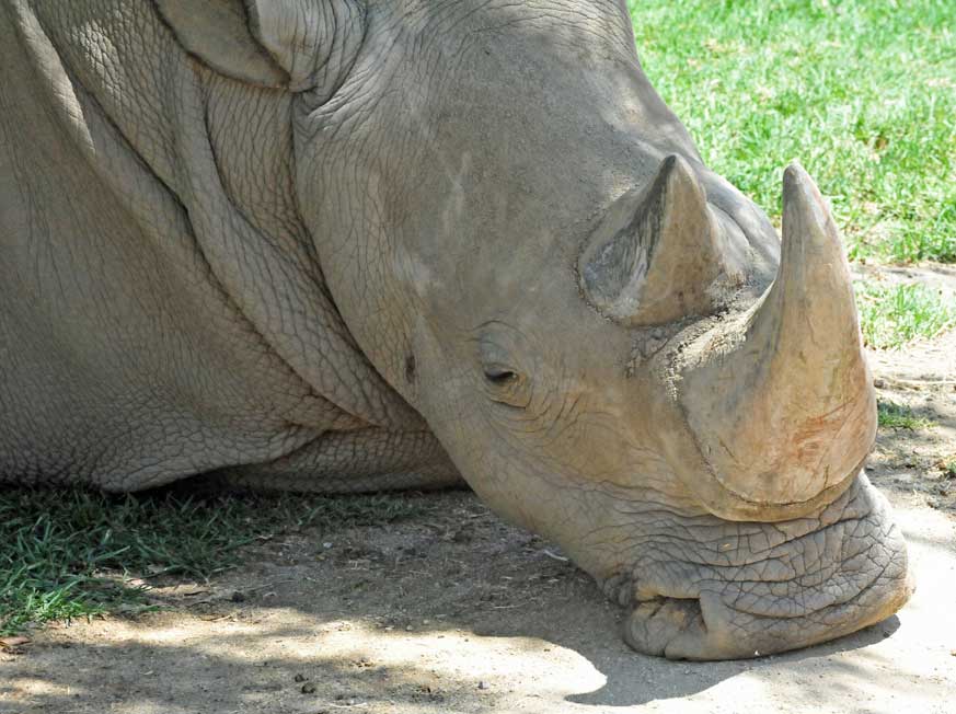 Angalifu, el macho de rinoceronte blanco del norte del zoo de San Diego